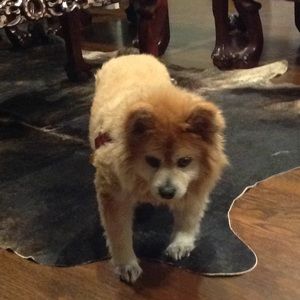 Meet your Posher, Pat